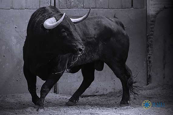 Orden De Lidia De Los Toros De Garcigrande Para La 13 De San Isidro En