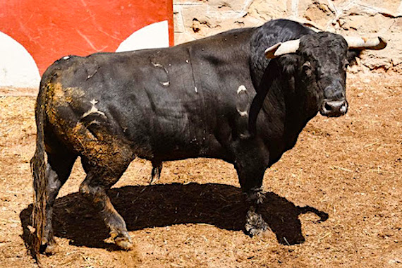 Orden De Lidia De Los Toros De Fuente Ymbro Para Soria TorosenelMundo