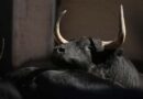 <b>Orden de lidia de los toros de Victoriano del Río-Toros de Cortés para el décimo sexto festejo de San Isidro</b>