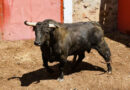 <b>Entre a conocer los toros de Fuente Ymbro que serán lidiados este domingo en Soria (Con Fotos)</b>