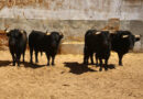 <b>Orden de lidia de los toros a lidiarse en el concurso de ganaderías en Zamora</b>