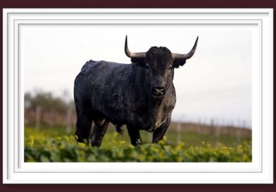 <b>En la Opinión de Pepe Mata… Para Navidad y sobretodo en el Año Nuevo: la insoslayable verdad</b>