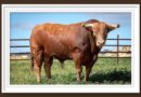 <b>Entre a conocer los toros de Juan Pedro Domecq para Almendralejo</b>