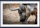 <b>Orden de lidia de los toros que participarán en el Concurso de Ganaderías en Las Ventas (Fotos y Vídeo)</b>