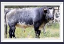 <b>Entre a conocer los toros de Piedras Negras para San Francisco Ixtacamaxtitlan, Puebla (Fotos)</b>