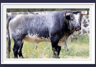 <b>Entre a conocer los toros de Piedras Negras para San Francisco Ixtacamaxtitlan, Puebla (Fotos)</b>