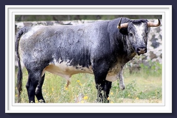 <b>Entre a conocer los toros de Piedras Negras para San Francisco Ixtacamaxtitlan, Puebla (Fotos)</b>