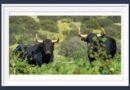 <b>Imponentes lucen los toros de Arauz de Robles para Las Ventas</b>