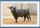 <b>Estos son los toros de Luis Algarra a lidiarse este domingo en Ciudad Real</b>