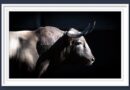 <b>Orden de lidia de los toros de Arauz de Robles para Las Ventas</b>