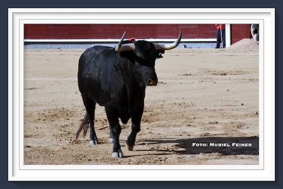 <b>Galería: Así vio Muriel Feiner… La 6ª corrida de la temporada 2024 de Las Ventas</b>