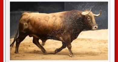 <b>Orden de lidia de los toros de Alcurrucén para Sevilla (Fotos y vídeo)</b>