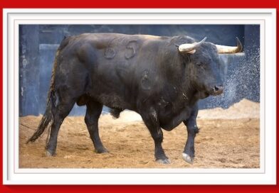 <b>Orden de lidia de los toros de Domingo Hernández para Sevilla (Fotos y vídeo)</b>