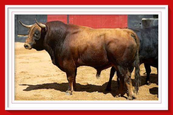 <b>Orden de lidia de los toros de Garcigrande para Sevilla (Fotos y vídeo)</b>