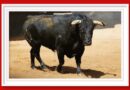 <b>Orden de lidia de los toros de Jandilla-Vegahermosa para Sevilla (Fotos y vídeo)</b>