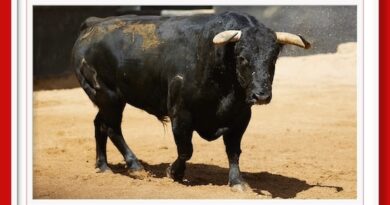 <b>Orden de lidia de los toros de Jandilla-Vegahermosa para Sevilla (Fotos y vídeo)</b>