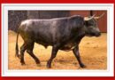 <b>Orden de lidia de los toros de Miura para Sevilla (Fotos y vídeo)</b>
