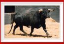 <b>Orden de lidia de los toros de El Capea-San Pelayo para la corrida de rejones de Sevilla (Fotos y vídeo)</b>
