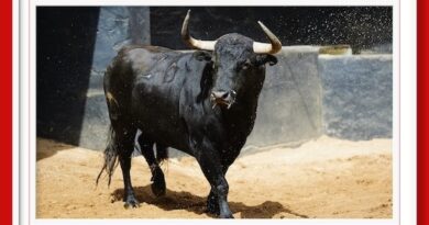 <b>Orden de lidia de los cuatro toros de Victoriano del Río y dos Toros de Cortés para Sevilla (Fotos y vídeo</b>