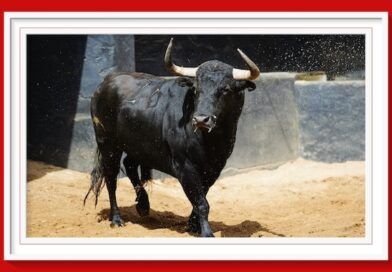 <b>Orden de lidia de los cuatro toros de Victoriano del Río y dos Toros de Cortés para Sevilla (Fotos y vídeo</b>