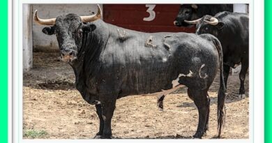 <b>Estos son los toros a lidiarse este sábado 28 de abril en Pachuca</b>