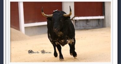 <b>Desde el objetivo de Alberto Moreno… <i>Bastonito</i> un gran toro de Baltasar Ibán en Las Ventas 12-05-24</b>
