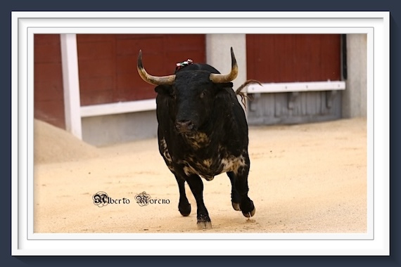 <b>Desde el objetivo de Alberto Moreno… <i>Bastonito</i> un gran toro de Baltasar Ibán en Las Ventas 12-05-24</b>