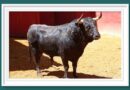 <b>Orden de lidia de los toros de Domingo Hernández y Garcigrande para Córdoba (Fotos)</b>