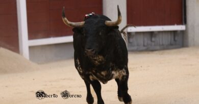 Desde el objetivo de Alberto Moreno… “Bastonio” un gran toro de Baltasar Ibán en Las Ventas 12-05-24