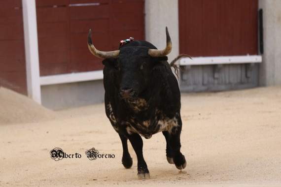 Desde el objetivo de Alberto Moreno… “Bastonio” un gran toro de Baltasar Ibán en Las Ventas 12-05-24