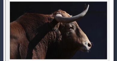 <b>Orden de lidia de los toros de Alcurrucén para la 1ª de San Isidro de Las Ventas (Fotos y vídeo)</b>