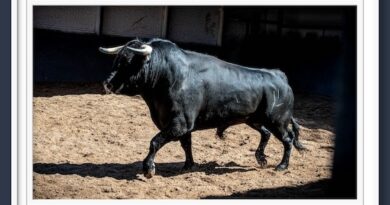 <b>Orden de lidia de los toros de El Capea y Carmen Lorenzo para la 1ª de Rejones de San Isidro de Las Ventas (Fotos y vídeo)</b>