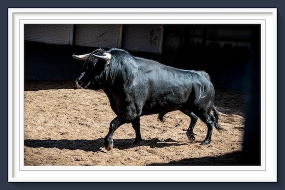 <b>Orden de lidia de los toros de El Capea y Carmen Lorenzo para la 1ª de Rejones de San Isidro de Las Ventas (Fotos y vídeo)</b>