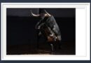 <b>Orden de lidia de los toros de Excmo. Conde de Mayalde para la 13ª de San Isidro de Las Ventas (Fotos y vídeo)</b>
