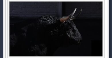 <b>Orden de lidia de los toros de Fuente Ymbro para la 2ª de San Isidro de Las Ventas (Fotos y vídeo)</b>