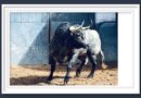 <b>Orden de lidia de los toros de La Quinta para la 7ª de San Isidro de Las Ventas (Fotos y vídeo)</b>