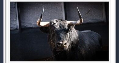 <b>Orden de lidia de los toros de La Ventana del Puerto para la 14ª de San Isidro de Las Ventas (Fotos y vídeo)</b>
