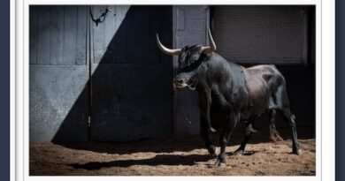 <b>Orden de lidia de los toros de Miura para la 9ª de San Isidro de Las Ventas (Fotos y vídeo)</b>