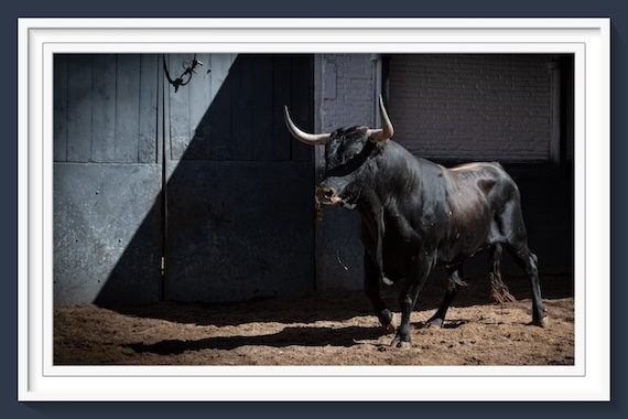 <b>Orden de lidia de los toros de Miura para la 9ª de San Isidro de Las Ventas (Fotos y vídeo)</b>