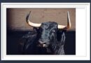 <b>Orden de lidia de los toros de Victoriano del Río para la 6ª de San Isidro de Las Ventas (Fotos y vídeo)</b>