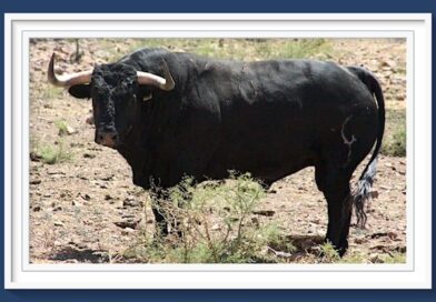 <b>Entre a conocer los imponentes toros de José Julián Llaguno para la Feria de Huamantla</b>