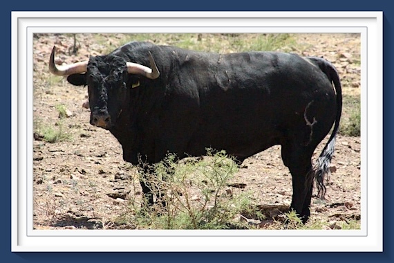 <b>Entre a conocer los imponentes toros de José Julián Llaguno para la Feria de Huamantla</b>