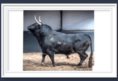 <b>Una corrida de Palha será lidiada antes de la Feria de la Comunidad y San Isidro</b>