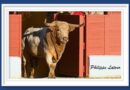 <b>En San Agustín de Guadalix… La prueba de los Tres Puyazos</b>