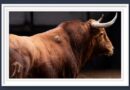 <b>Orden de lidia de los toros de El Pilar para la 2ª de la Feria de San Isidro de Madrid (Música, Fotos y Vídeo)</b>