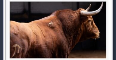 <b>Orden de lidia de los toros de El Pilar para la 2ª de la Feria de San Isidro de Madrid (Música, Fotos y Vídeo)</b>