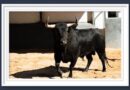 <b>Orden de lidia de los toros de Fuente Ymbro para la 3ª de la Feria de San Isidro de Madrid (Música, Fotos y Vídeo)</b>