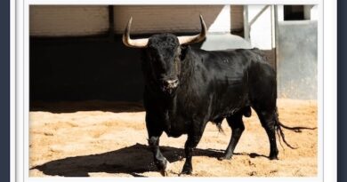 <b>Orden de lidia de los toros de Fuente Ymbro para la 3ª de la Feria de San Isidro de Madrid (Música, Fotos y Vídeo)</b>