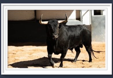 <b>Orden de lidia de los toros de Fuente Ymbro para la 3ª de la Feria de San Isidro de Madrid (Música, Fotos y Vídeo)</b>