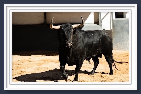 <b>Orden de lidia de los toros de Fuente Ymbro para la 3ª de la Feria de San Isidro de Madrid (Música, Fotos y Vídeo)</b>